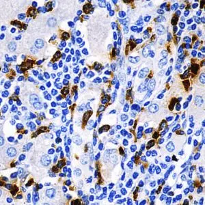 Primary Antibodies