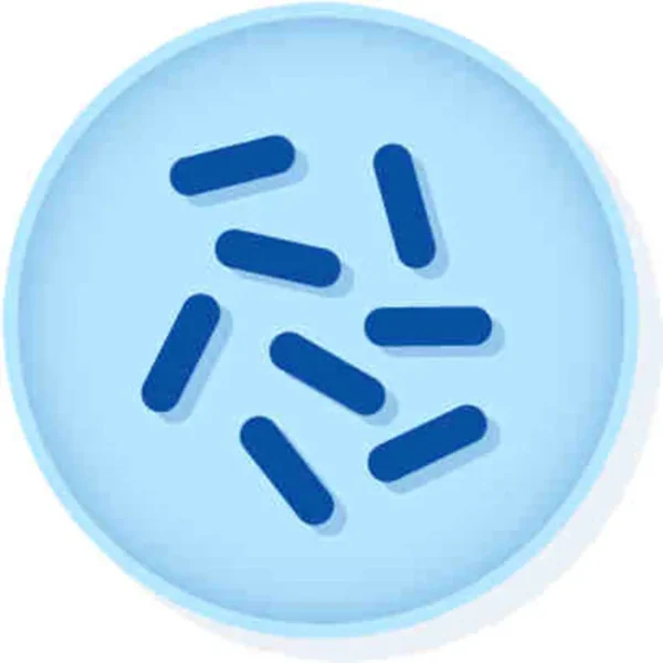 Bacillus Megaterium