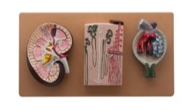 Kidney Section Model: with Nephrons, Blood Vessels & Kidney Glomerulus