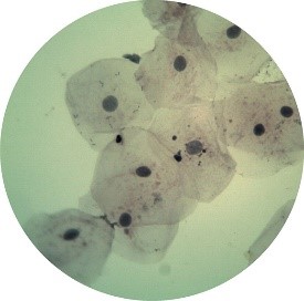 Prepared Microscope Slide Set – Cells, Tissues and Organs