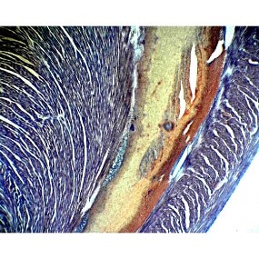 Prepared Microscope Slide – Small Mammal: Entire Heart L.S.