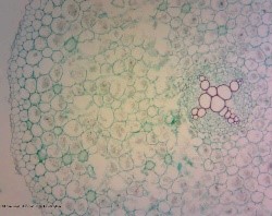 Slide Set, Plant Structure