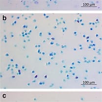 Toluidine Blue O C.I.No.52040