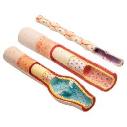 eisco Anatomy of Blood Vessels: Model Set – Artery, Vein and Capillary